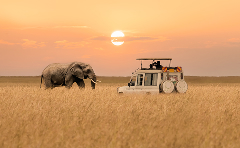 Safari